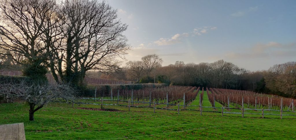 vineyard East Sussex