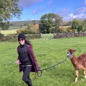 Alpaca walk Derbyshire